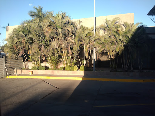 Los Mochis - Visual
