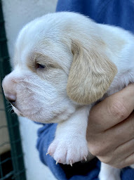 Photo n°11 de Élevage de Beagle du rallie sainte baume à Saint-Maximin-la-Sainte-Baume (Éleveur de chiens)
