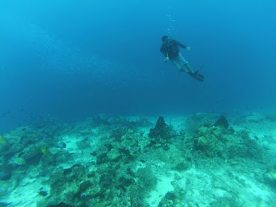 Photos of Moyo Dive Center