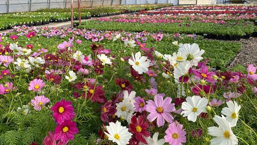 Stone Creek Nursery - Thumbnail