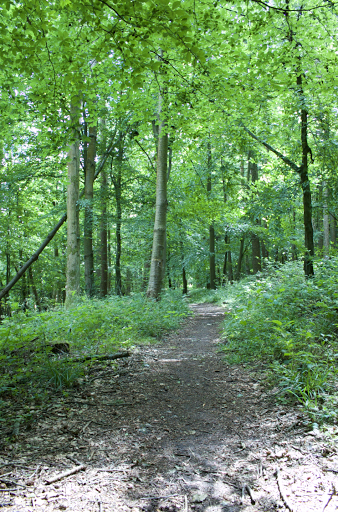 Old Hanging Wood - Thumbnail