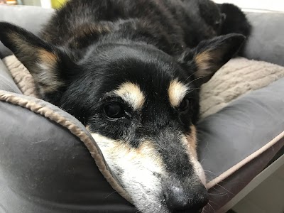 Photos of Mackay Pet Cremations
