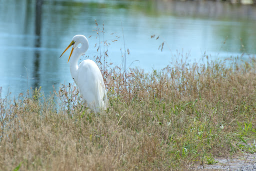 Mermet Lake State Conservation Area - Thumbnail