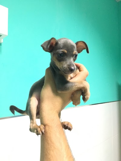 Photos of CLINICA VETERINARIA RONCAL-PILAS