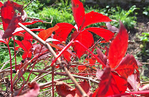 Photo n°49 de Parc Majolan à Blanquefort (Parc)