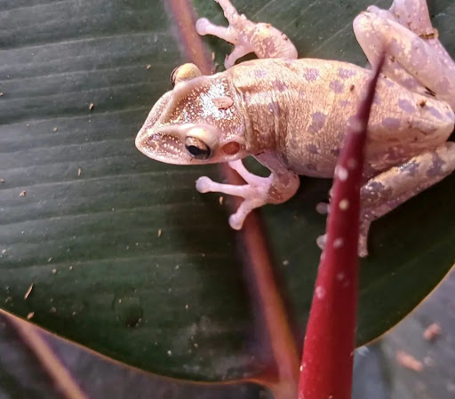 Hylidae - Thumbnail
