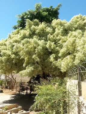 Coptic Orthodox Church, Saint Mark Church in windhoek, Author: Yolanda Alexander