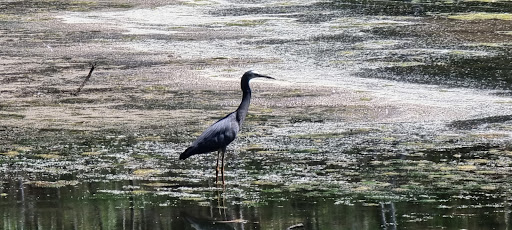 Kennington Reservoir - Thumbnail