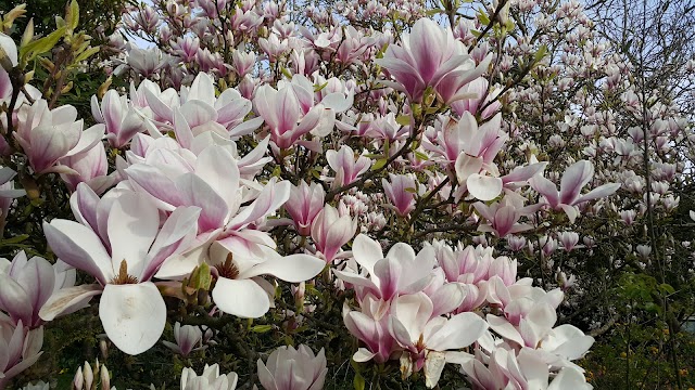 Forty Hall & Estate