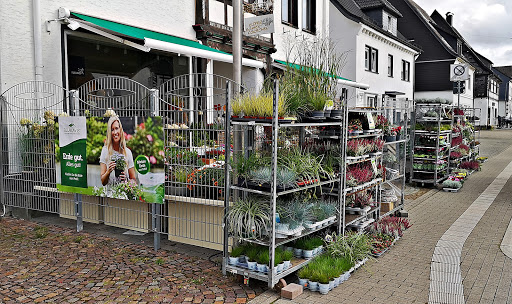 Blumenkörbchen Elspe Theile-Rasche - Thumbnail