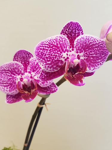 Lergyden 38, 5492 Vissenbjerg