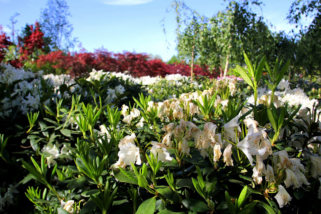 Artplants. Rośliny ozdobne, drzewa, krzewy - Mokotów