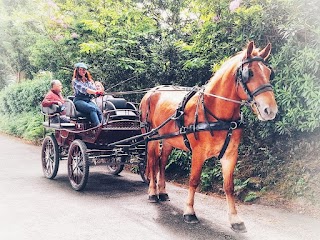 Clifford's Kingdom's Suffolk Punch horse RIDING, breeding & visiting centre