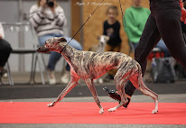 Elevage des Terres de Gwalarn (Lévriers Whippet LOF) à Le Cours