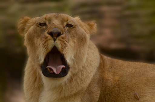 The Lion King - Thumbnail