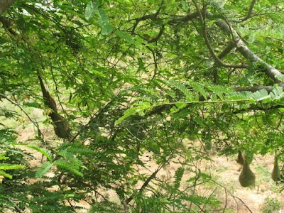 Photos of weaver bird natural habitat