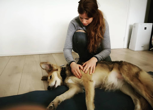 Dierenfysiotherapeut & Hondenosteopaat / dierenosteopaat i.o - Thumbnail