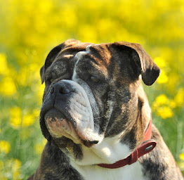 Photo n°14 de Élevage de la Landerie à Beaussais-sur-Mer (Éleveur de chiens)