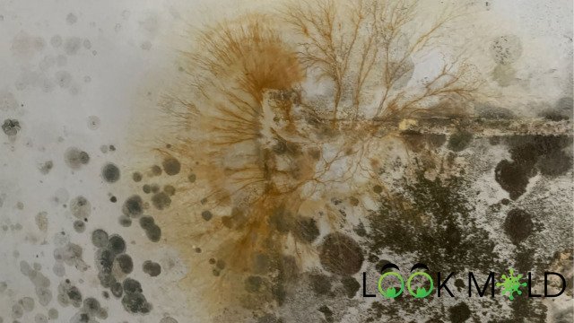 Mold Remediation Solutions LLC photo