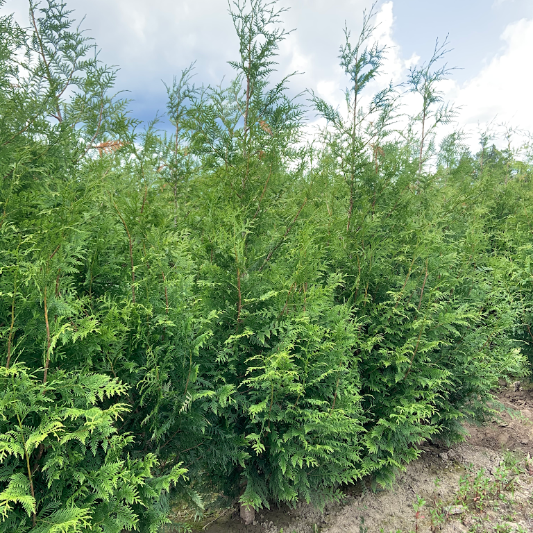 VanStarr Landscaping Landscape Designer/Tree Supplier