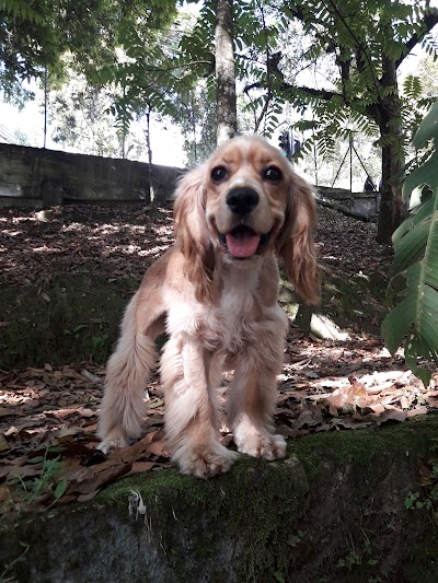 Photos of Veterinary Clinic - University of Caldas.
