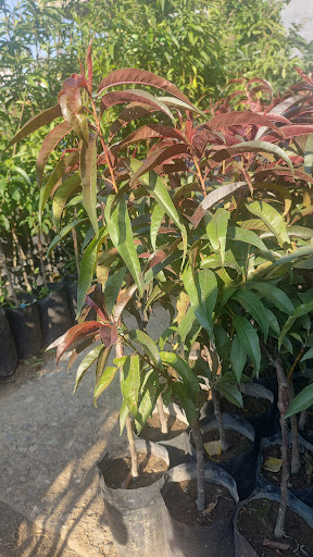 Vivero Debanelly