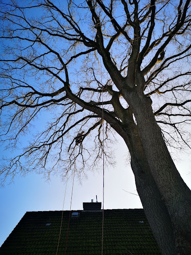 Jan Busse - Baum & Fels