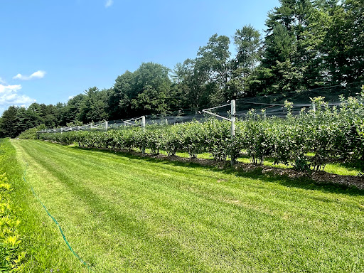 Doe Orchards - Visual