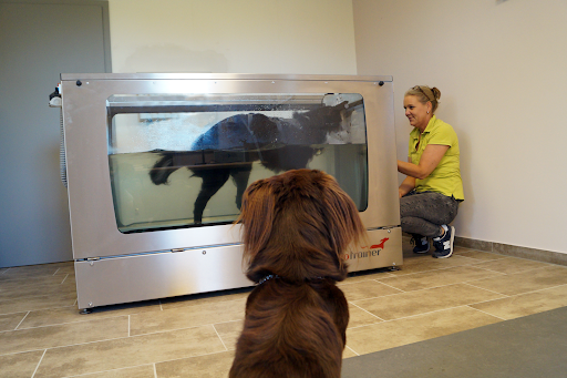 hundephysio-boho, Sonja Schubsda :Borstel-Hohenraden, UNTERWASSERLAUFBANDTHERAPIE,Hundephysiotherapie