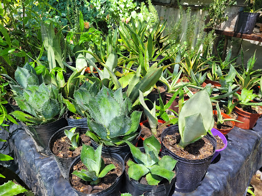 Vivero Plantas Jac - Foto 1