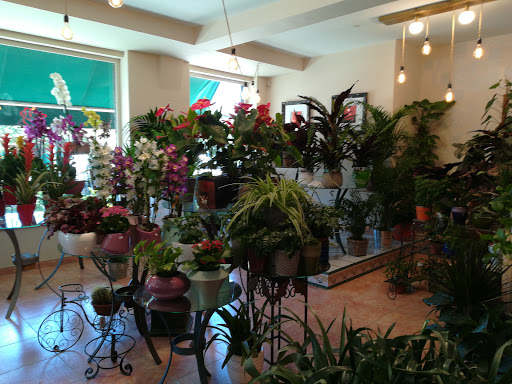 Flores Prado - Visual