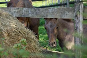 Photo n°14 de Club Hippique Chalonnais à Bey (Écurie)