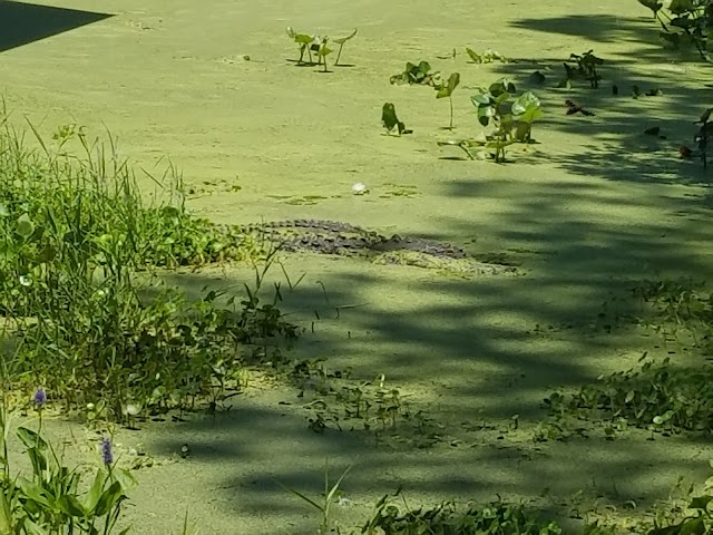 Okefenokee Swamp Park