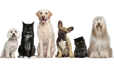 Photos of Magrane Pet Medical Center