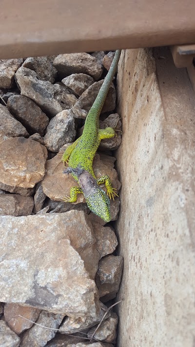 Photos of Parcul orasanesc
