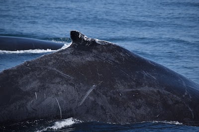 Photos of Dolphin Whale Watch
