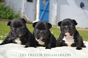 Photo n°13 de Élevage des trez'or d'hamarkhis à Saint-Fulgent-des-Ormes (Éleveur de chiens)