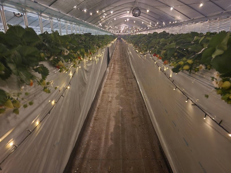 夜のいちご狩りパーク