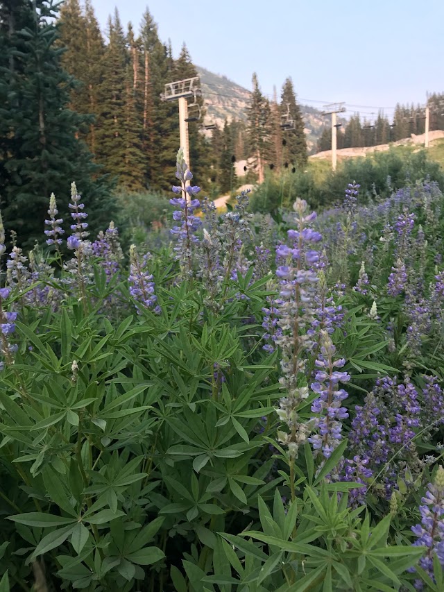 Little Cottonwood Canyon