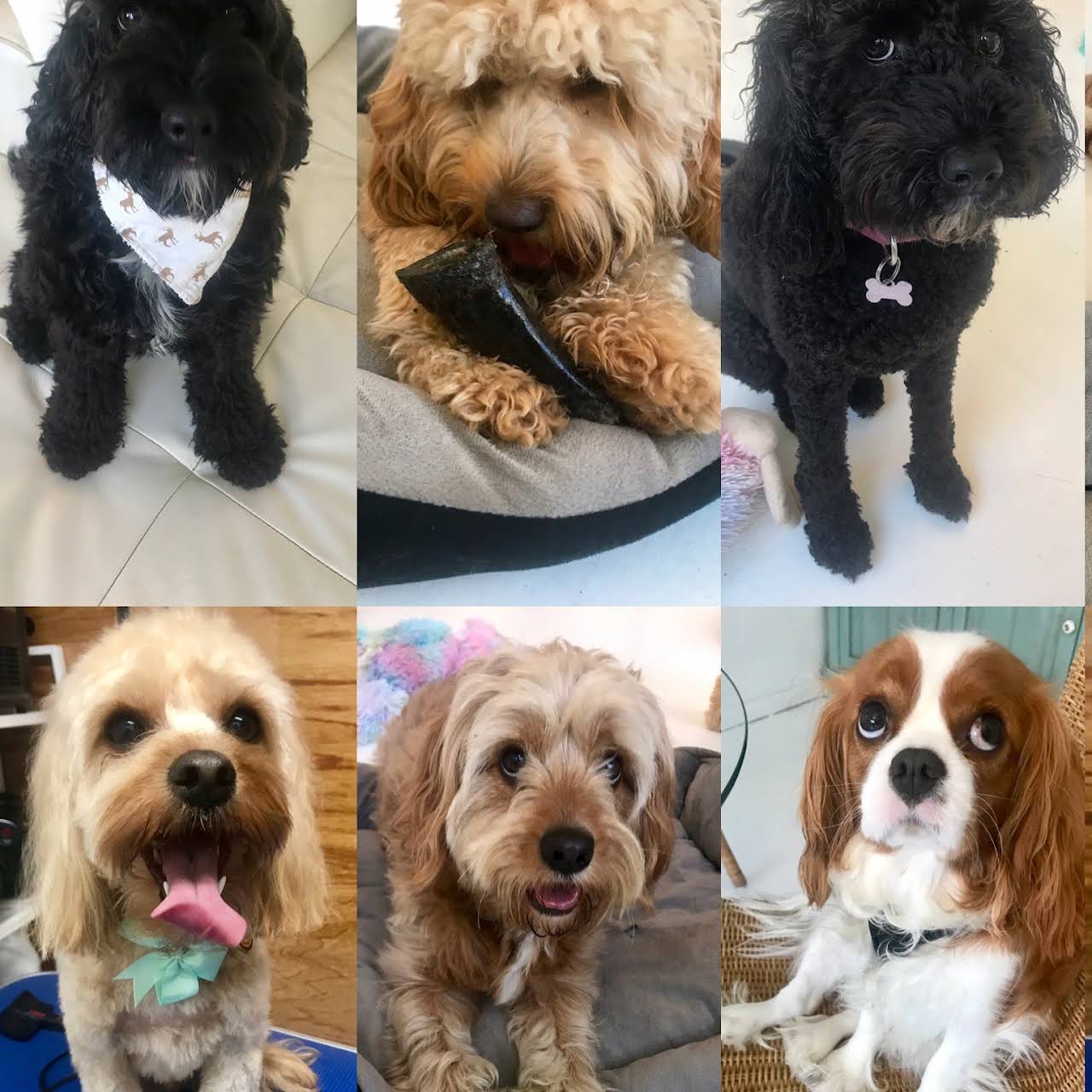 Little Wiggles Dog Grooming & Daycare Pet Groomer in Mona Vale