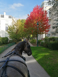 Photo n°10 de Les Calèches de la Rive à Vichy (Service de promenades en calèche)