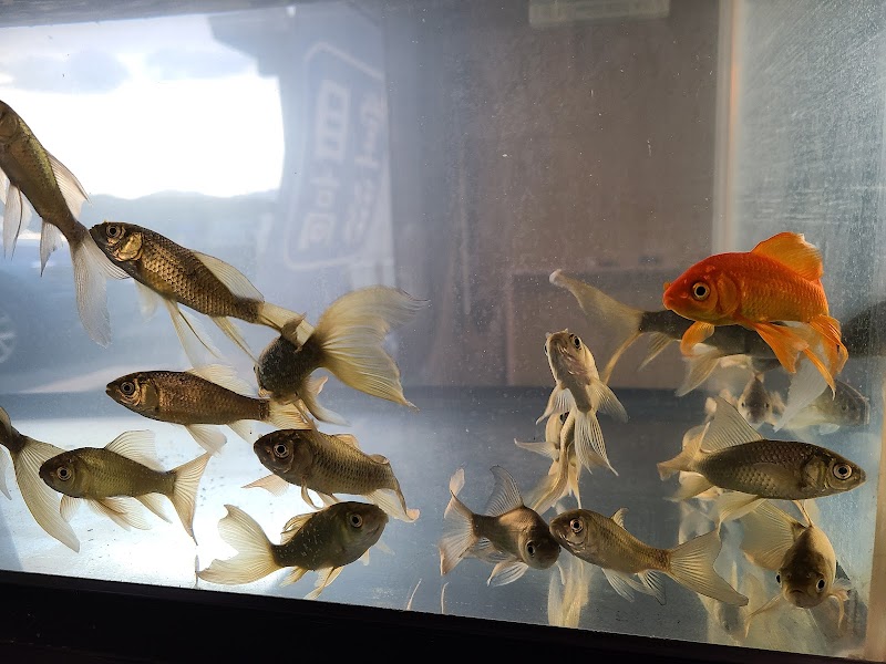 目高堂彩（めだかどういろどり）