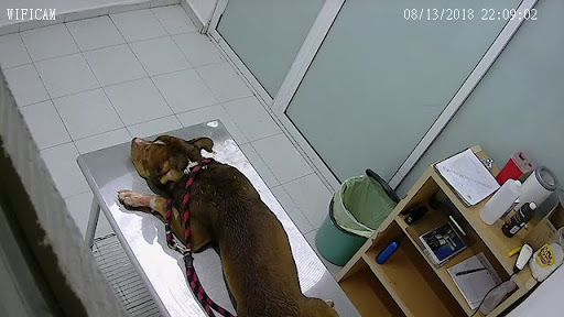 Veteria Centro Hospitalario para mascotas 24 horas