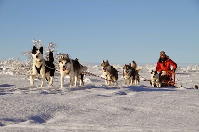 Photos of Hetta Huskies