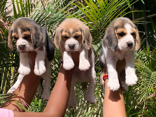Beagle import pedigree high quality puppy all breed with all document available for sell