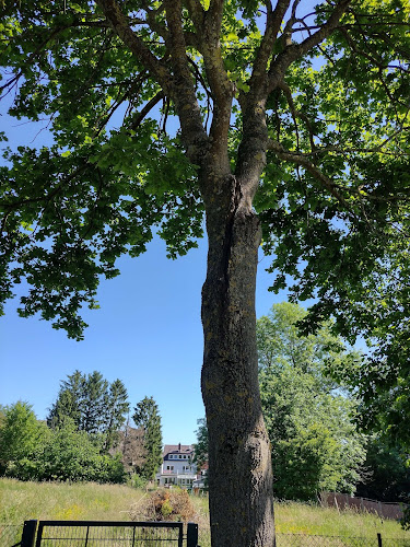 Baumsachverständiger - Stefan Haak