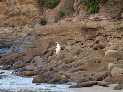 Photos of Curio Bay Cliffs