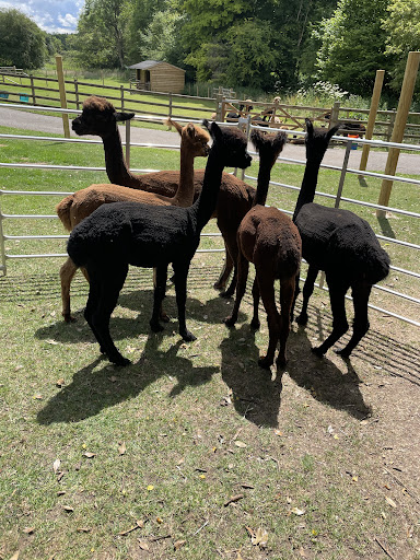 Woolville Alpacas - Thumbnail