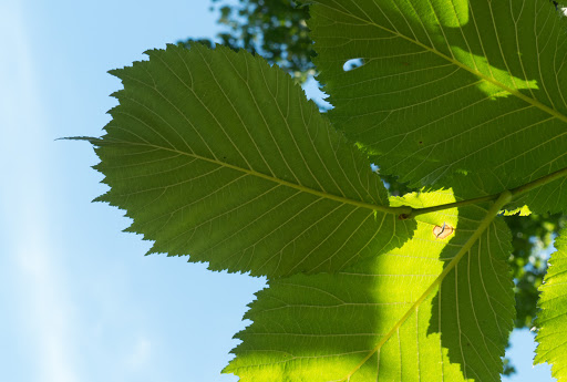 Lesehäuschen - Visual