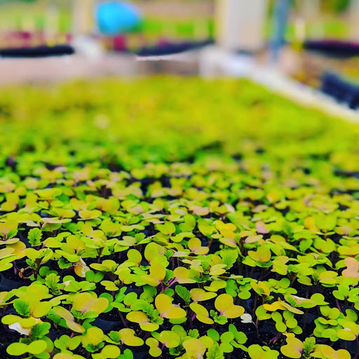 Osceola Organic Family Farm - Thumbnail